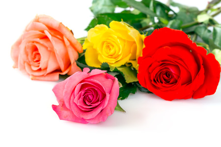 Multi colored roses over white backgroundの写真素材