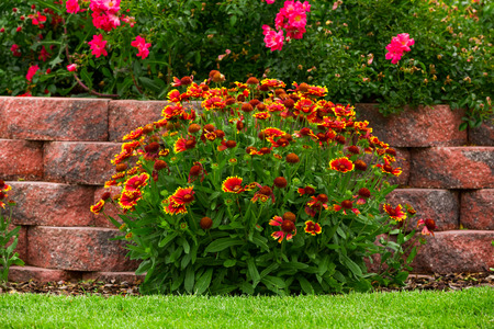 Garden flowersの写真素材