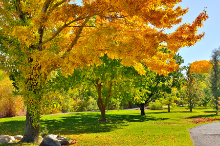 Early autumn in the park
