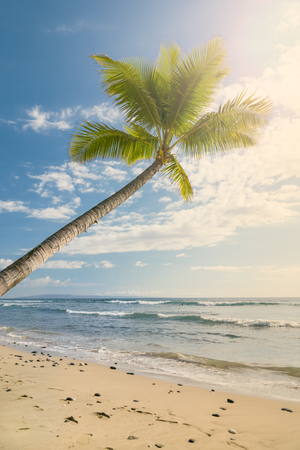 Tropical beach with palm treeの写真素材