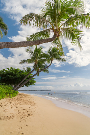 Tropical beach with palm treesの写真素材