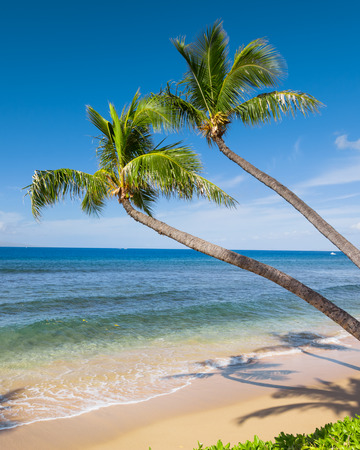 Tropical beach with palm treesの写真素材
