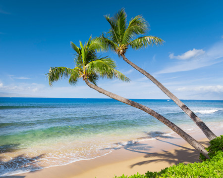 Tropical beach with palm treesの写真素材