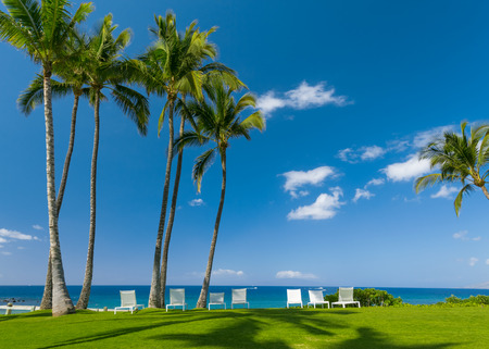 Tropical beach with palm treesの写真素材