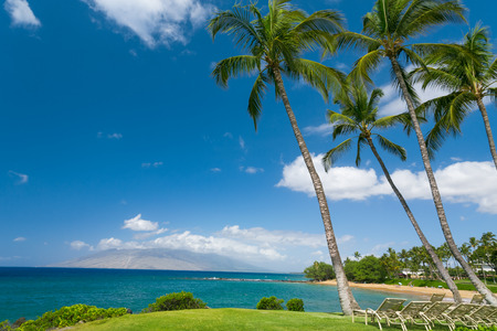 Tropical beach with palm treesの写真素材
