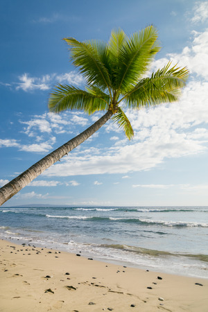 Tropical beach with palm treesの写真素材