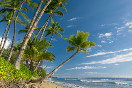 Tropical beach with palm treesの写真素材