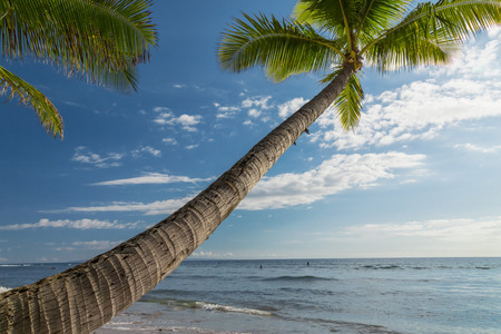 Tropical beach with palm trees