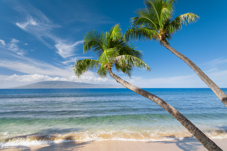 Tropical beach with palm treesの写真素材