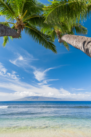 Tropical beach with palm treesの写真素材