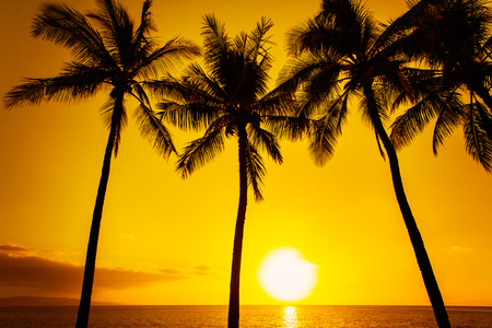 Golden tropical sunsetの写真素材