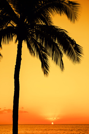 Golden tropical sunsetの写真素材