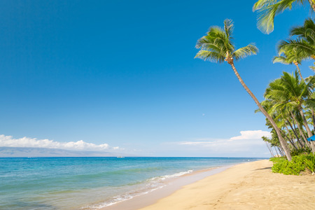 Sunny tropical beach with palm treesの写真素材