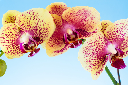 Orchid against blue backgroundの写真素材
