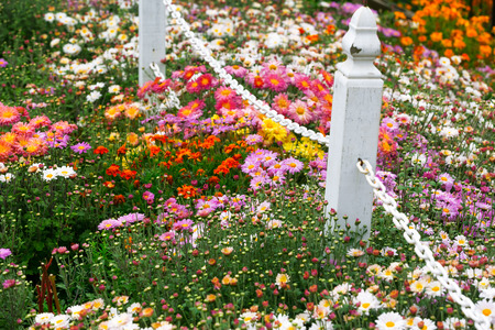 Garden flowers backgroundの写真素材