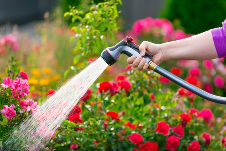Watering flowers using hoseの写真素材