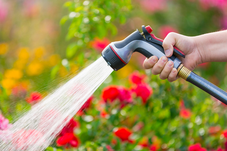 Watering flowers using hoseの写真素材