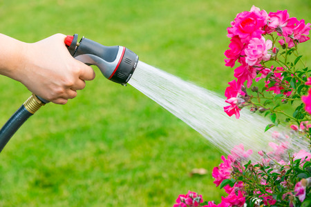Watering flowers using hoseの写真素材