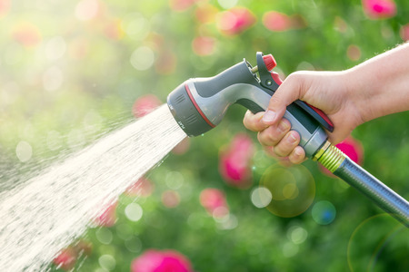 Watering flowers using hoseの写真素材