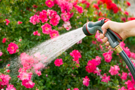 Watering flowers using hoseの写真素材