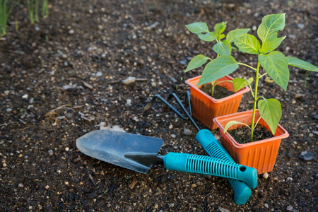 Planting vegetable in gardenの写真素材