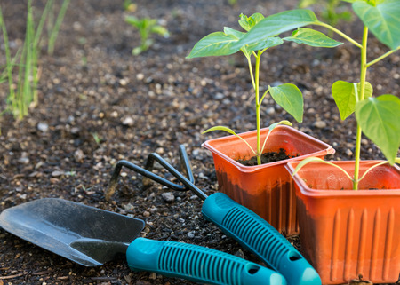 Planting vegetable in gardenの写真素材