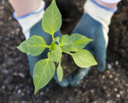 Planting vegetable in gardenの写真素材