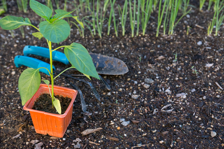 Planting vegetable in gardenの写真素材