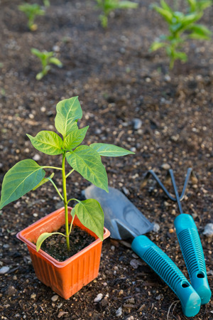 Planting vegetable in gardenの写真素材