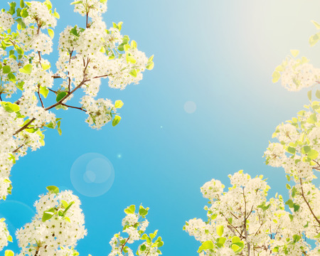 Spring blossom