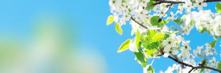Spring blossom