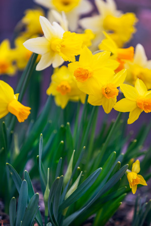 Yellow narcissus spring blossomの写真素材