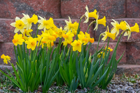 Yellow narcissus spring blossomの写真素材