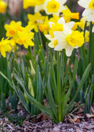 Yellow narcissus spring blossomの写真素材