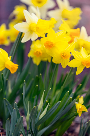 Yellow narcissus spring blossomの写真素材