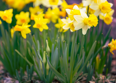 Yellow narcissus spring blossomの写真素材