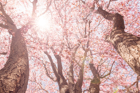 Tree blossomの写真素材