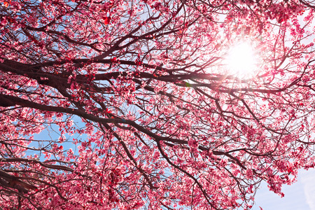 Tree blossomの写真素材