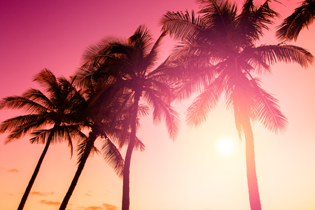 Tropical sunsetの写真素材