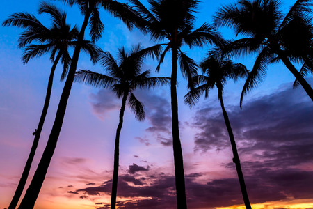 Tropical sunsetの写真素材