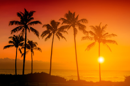 Tropical sunset