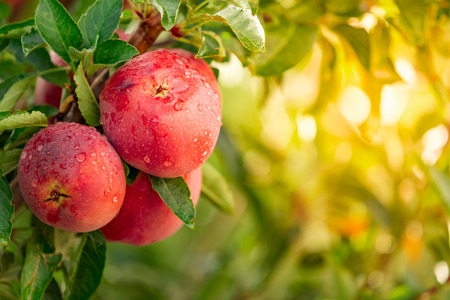 Apple tree with red applesの写真素材