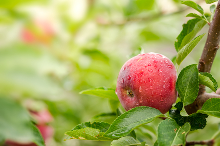 Apple tree with red applesの写真素材