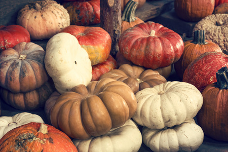 Pumpkins backgroundの写真素材