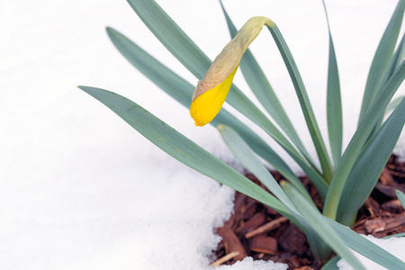 Daffodils in late spring snowの写真素材
