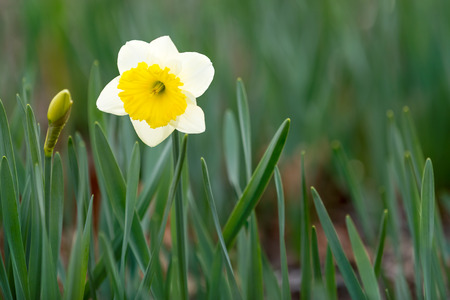 Narcissus blossomの写真素材