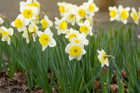 Narcissus blossomの写真素材
