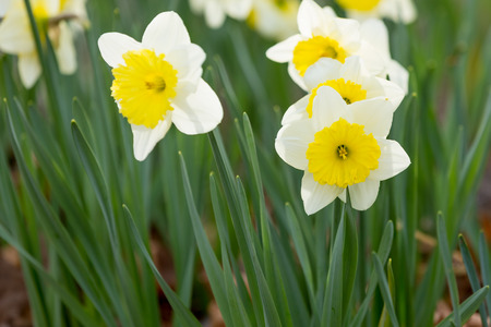 Narcissus blossomの写真素材