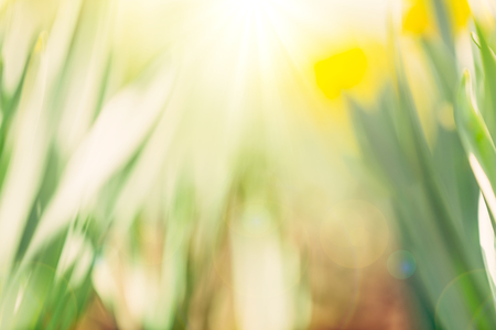 Spring backgroundの写真素材
