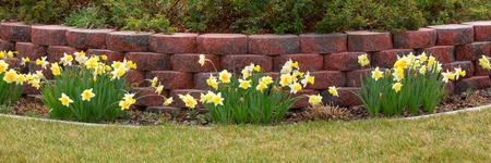 Narcissus daffodils flowers spring bloomの写真素材
